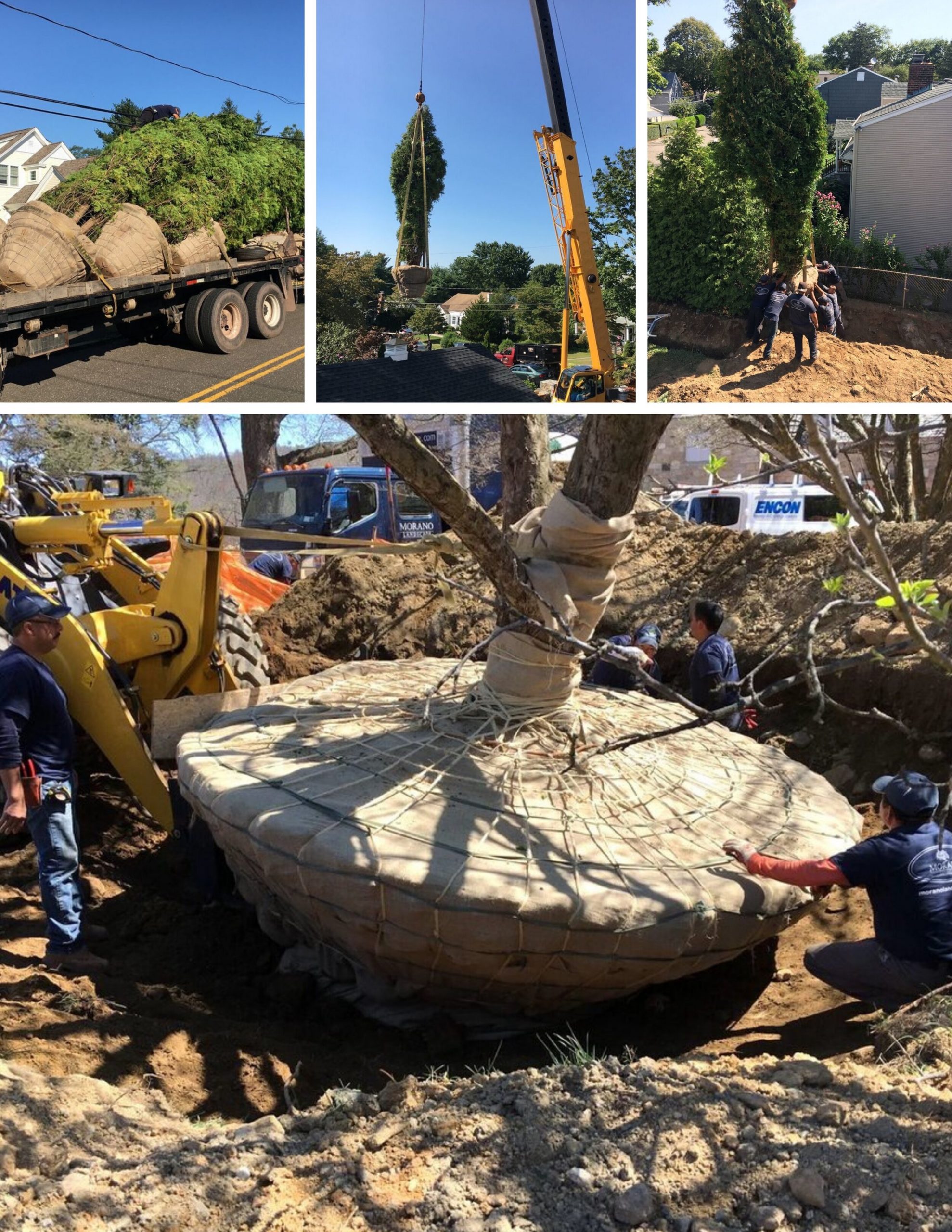 tree relocation company in somerset